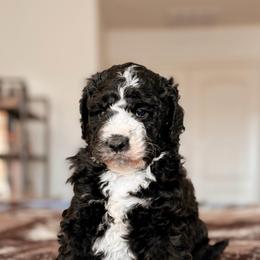 Friesian, Boy - Black and white male Bernedoodle puppy in Maricopa, Arizona from Desert Ridge Doodles