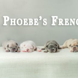 French Bulldogs from Phoebes Frenchies