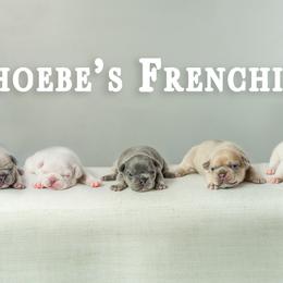 French Bulldogs from Phoebes Frenchies
