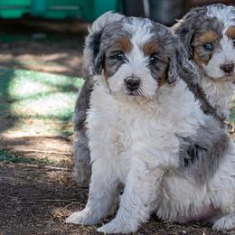 Crush - Tri-color male Bernedoodle puppy in Roy, Utah from Doodles are Amazing