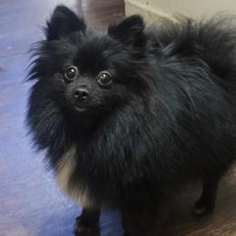 Raven - Pomeranian