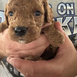 Ernie - Red male Cavapoo puppy in Osseo, Michigan from Smiths Fluffy butts
