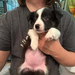 Wasp - Black and white female Border Collie puppy in Grapeview, Washington from Athena’s Collies