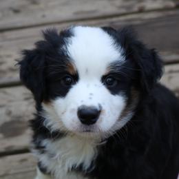 Miniature American Shepherd Puppies from Eagles Landing Miniature American Shepherds