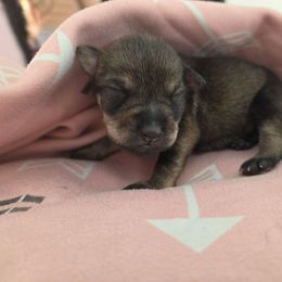 Girl 2 - Salt and pepper female Miniature Schnauzer puppy in Titusville, Florida from Alysha's Grandbabies