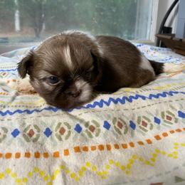 Jeremiah 2000 dollars - Liver and white male Shih Tzu puppy in Cullman, Alabama from Divine Hill Farm
