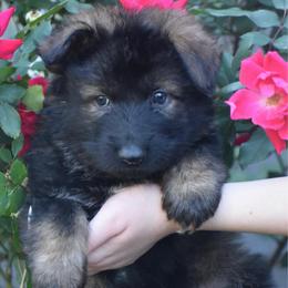 Orange Collar Male - Sable male German Shepherd puppy in Marianna, Florida from Haus M Godwin