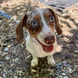 Dolly - Dapple female Dachshund puppy in Mountain Home, Arkansas from The Teacup Homestead Miniature Dachshunds