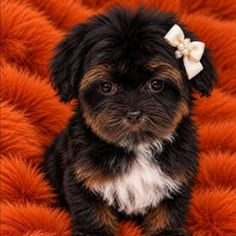 Mahlia - Black and tan female Yorkipoo puppy in Lebanon, Kentucky from Mosaic Merle Doodles