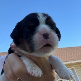Willie - Tri-color male Cavalier King Charles Spaniel puppy in Enid, Oklahoma from Laurel Crown Cavaliers