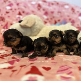Yorkshire Terrier Puppies from Galaxy Kennel