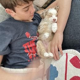 "Skye Snuggles" Miniature Australian Shepherd Puppies from Integrity Aussies Tx