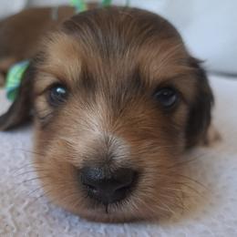 Blue - Red male Dachshund puppy in Alachua, Florida from Asperida Spinoni and Dachshunds