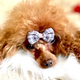 Lucy - Poodle
