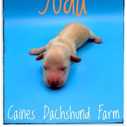 Yoda - Cream male Dachshund puppy in Cincinnati, Ohio from Caines Dachshund Farm