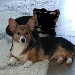 Zoey! - Sable Pembroke Welsh Corgi puppy in Reidsville, North Carolina from Family Corgis NC
