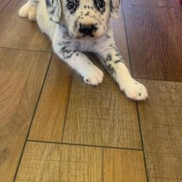 Dalmatian Puppies from Clarks 101 Dalmatians