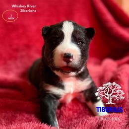 Tiberius (Oakley) - Black and white male Siberian Husky puppy in Sherwood, Oregon from Whiskey River Siberians