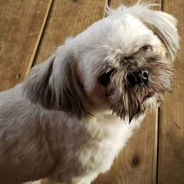 Shih Tzus from Heartland