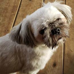Shih Tzus from Heartland