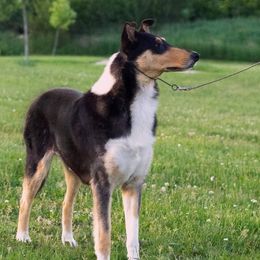 Shuri - Collie