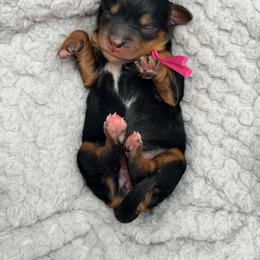 Pink - Phantom female Bernedoodle puppy in Charleston, South Carolina from Palm Belle Doodles