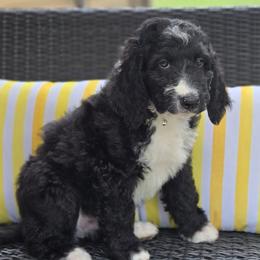 Boy 2 - male Bernedoodle puppy in North Prairie, Wisconsin from Sandra Bucher