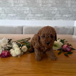 Rose - Apricot female Goldendoodle puppy in Payson, Utah from Country Sky Doodles