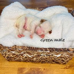 Bunker - Parti male Goldendoodle puppy in Springville, Utah from JW Doodles