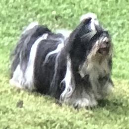 Bee Gee (BG) - Havanese