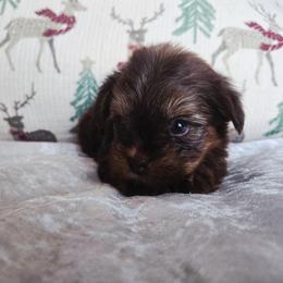 Theodore - Chocolate and tan male Yorkshire Terrier puppy in Jacksonville, Florida from Ja'Dor Yorkies