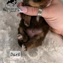 Pomeranian Puppies from Treasured Jewels Pomeranians