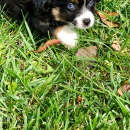 Miniature Australian Shepherd and Toy Australian Shepherd Puppies from Saussie Aussies