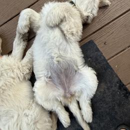 Golden Retriever Puppies from Evergreen Snow Doodles