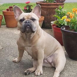 French Bulldogs from Porchant French Bulldogs