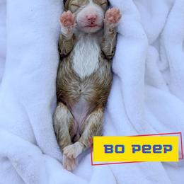 Bo Peep - Apricot female Goldendoodle puppy in Lakeland, Florida from Rolling Oak Doodles
