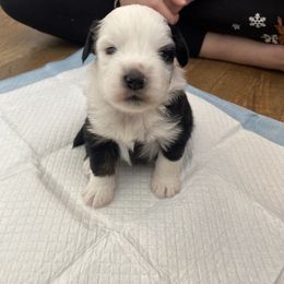 Miniature Australian Shepherd Puppies from shaylea McMillan