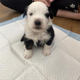 Miniature Australian Shepherd Puppies from shaylea McMillan
