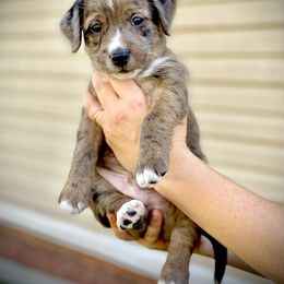 Aussiedoodle and Leopardoodle Puppies from A Puppy Crush