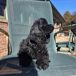 Banshee - Black female Cocker Spaniel puppy in Theodosia, Missouri from Show'NTail Cockers