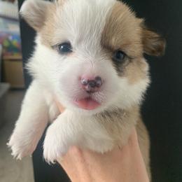 Girl 1 - Red Pembroke Welsh Corgi puppy in Cumming, Georgia from Carter’s Corgis LLC