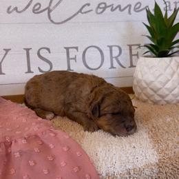 Girl 3 - Merle female Bernedoodle puppy in Gilbert, Arizona from LittleLegacyDoodles