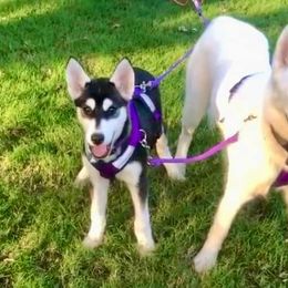 Siberian Huskies from Lumina