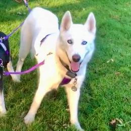 Siberian Huskies from Lumina