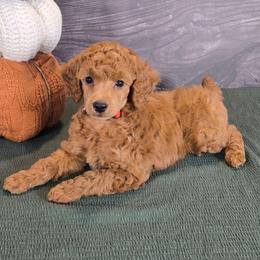 Gilbert - Red  male Poodle puppy in Bauxite, Arkansas from Mountain Ridge Poodles