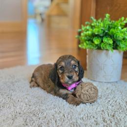 AKC Meet Juniper :) - Sable female Dachshund puppy in Centerville, Iowa from Barnyard Dachshunds, Dals & Doodles