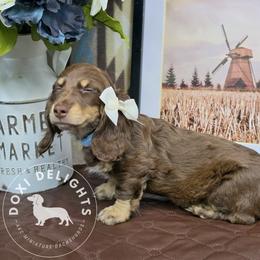 Dachshund Puppies from Doxi Delights AKC Miniature Dachshunds