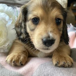 Dachshund Puppies from Jantera Mini Longhair Dachshunds