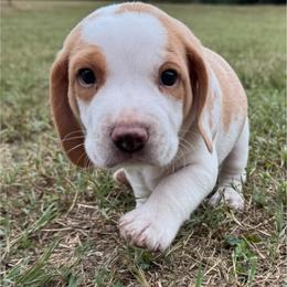 AKC Loki - Lemon and white male Beagle puppy in Rogersville, Missouri from Hales Little Beagle Haven