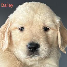 Bailey - Golden male Golden Retriever puppy in Vail, Arizona from Retrievers Gold AZ